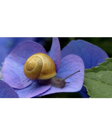 Revitalizing Night Cream with 97.5% Snail Mucin Retinol & Vitamins C & E | Maximum Hydration - International Shipping - Buy Online on GoSupps.com