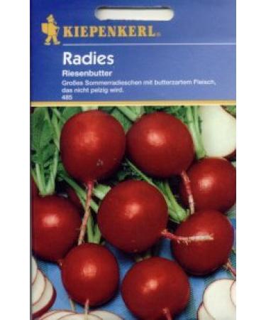 Radies Beurre g ant (485)