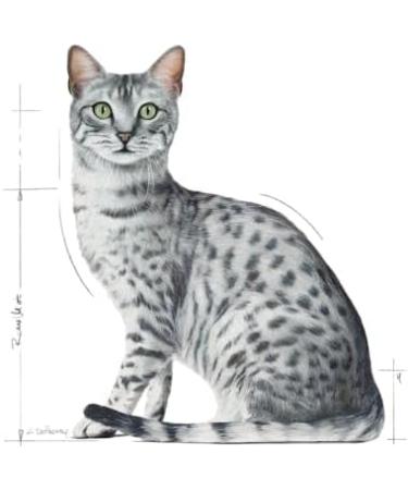 Royal Canin Indoor Sterilised Wet Food in Gravy 12 x 85g - Buy Online on GoSupps.com