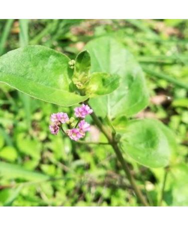 Organic Punarnava Mool Powder - Boerhavia Diffusa - 100% Pure and Natural (100g) - Buy Online on GoSupps.com