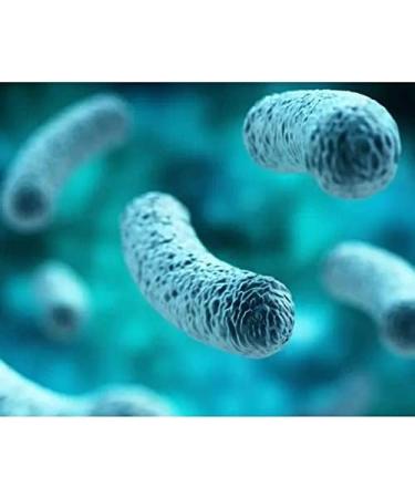 BariatricPal Probiotic 100 Billion CFU Gastrointestinal & Immune Health Capsules (30ct) - Buy Online on GoSupps.com