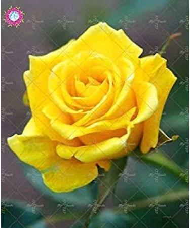 SEMI PLAT FIRM-100PCS cinese Rosa Semina White Rose cos affascinante Bonsai Fiore perenne Pianta in Vaso Per la casa Giardino Invia Regali - Buy Online on GoSupps.com