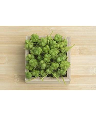 Organic Terrestris/Gokhru Powder - Ayurvedic Herb, UK Organic Certified 300g (Pack of 1) - Buy Online on GoSupps.com