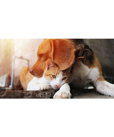 PETS HEALTH SOLUTION cat Bladder - Best Urinary Tract Support - CAT and Dog Treats - Natural Way - Cranberry Supplements for Cats - 270 Treats (3 Bottle) - Buy Online on GoSupps.com