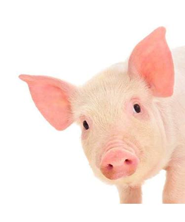 Specxs microfibre cloth - Animal - Pig - suitable for all optical surfaces (18x18cm) - washable