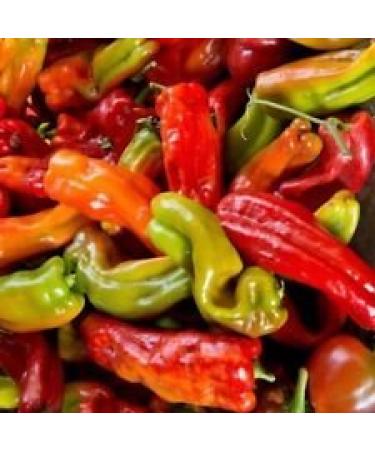 Semi Anaheim Cile Hot Pepper Non OGM Variet Taglie peperoncino (1000)