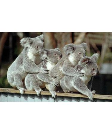 Eucalyptus Essential Oil 100% PURE16 oz - Buy Online on GoSupps.com