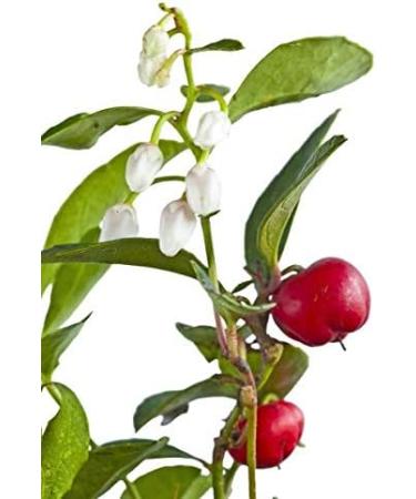 Wintergreen Organic Essential Oil 100% Pure & Natural - 1oz (30ml) | Certified Child-Resistant Cap - International Shipping - Buy Online on GoSupps.com