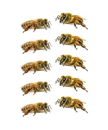 SanerLian Bee Ladybug Temporary Tattoo Stickers - Set of 12 | Waterproof Cartoon Fake Tattoos for Kids | Ideal for Hand, Arm, Party Favors - Buy Online on GoSupps.com