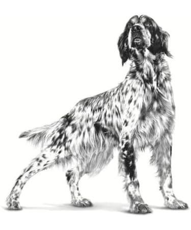 Royal Canin Veterinary Diet Dog - Gastro Intestinal Low Fat 6kg - Buy Online on GoSupps.com