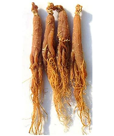 6 7 Years Whole Asian Panax Korean Red Ginseng Roots Rare Korean Panax 250g (8.8 Oz) - Buy Online on GoSupps.com