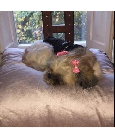 Chenkou Craft 50pcs/25pairs Puppy Yorkie Dog Hair Bows: Mix Colors & Patterns for Pet Grooming - Dog Accessories with Rubber Bands - Buy Online on GoSupps.com