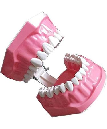 LBYLYH Dental Implant Teeth - Oral Care Brush Model & Educational Dental Template for Early Childhood Learning - Buy Online on GoSupps.com