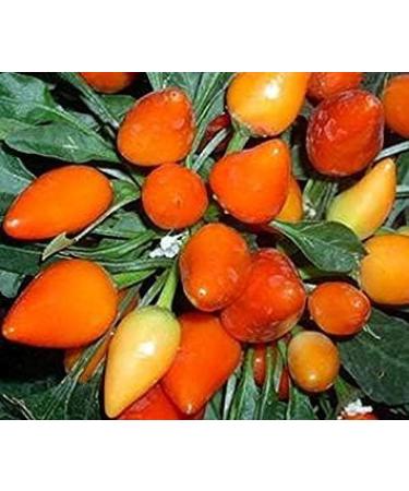 Germinazione I Semi: 50 - Semi: Arancione Salsa Pepper - Queste Sono Belle! - Grande Utilizzato in Salsa! Spedizione Gratuita - Buy Online on GoSupps.com