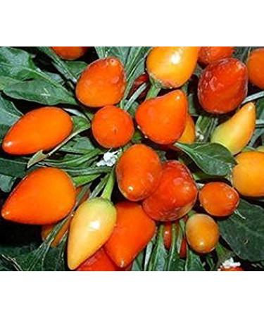 Germinazione I Semi: 50 - Semi: Arancione Salsa Pepper - Queste Sono Belle! - Grande Utilizzato in Salsa! Spedizione Gratuita
