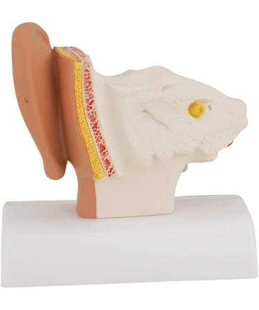 Human Ear Model 1.5 Times Natural Size Model with 2 Parts Illustrating Ear Regions Humans Ear Cleaner Internal Ear - Buy Online on GoSupps.com