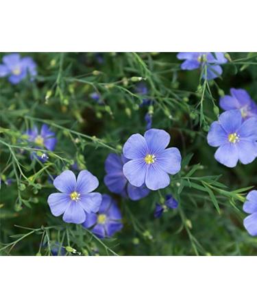 5lb Organic Brown Flax Seeds - Whole Raw Non-GMO Unroasted Kosher Vegan - Rich in Omega-3 & Fiber - Ideal for Salads & Baked Goods - Buy Online on GoSupps.com