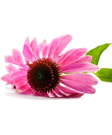 Echinacea Echinacea Herbal Tea - Cut Root - 100g - Buy Online on GoSupps.com