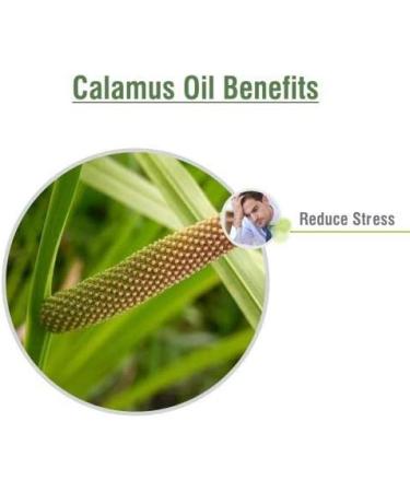 Calamus (Acorus Calamus) Essential Oil 100% Pure & Natural - Undiluted Uncut Cold Pressed Aromatherapy Premium Oil - Therapeutic Grade - 30 ML Calamus 30 ml (Pack of 1) - Buy Online on GoSupps.com