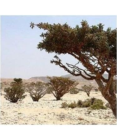 Myrrh Chamomile Coffee Coal Balm - Stress Relief Capsules | Ayurvedic & Hildegard von Bingen | Pure Natural No Additives - 540 (3x180) - Buy Online on GoSupps.com