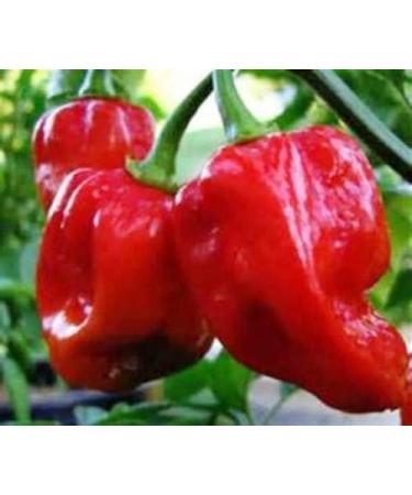 10 Semi di Caribbean Rosso Hot Pepper! - ESTREMAMENTE PICCANTE
