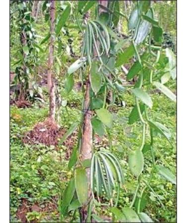 Fresh Vanilla Pods - 10 Gourmet Vanilla Pods 10 to 14 cm tahitensis - Buy Online on GoSupps.com