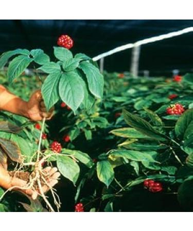 Hsu's Ginseng Half Short Wisconsin Roots for Tea Soup & Gifts Fresh Premium Non-GMO No Additives- Medium (4 oz) - Buy Online on GoSupps.com