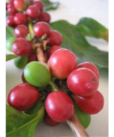 10-ARABICA COFFEE SEEDS "Vietnam Coffee Bean arabica"