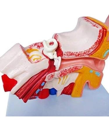 Human Anatomy Model Ear Model for Desktop 1.5 Times its Size NATU Medical Training Support - Buy Online on GoSupps.com