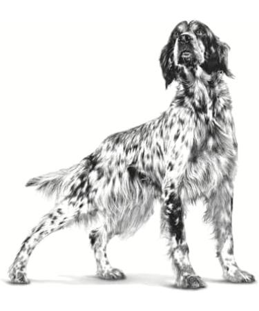 Royal Canin Veterinary Hypoallergenic Dog Food - 7 kg | Diet for Adult Dogs to Reduce Food Intolerance Symptoms - Buy Online - Buy Online on GoSupps.com