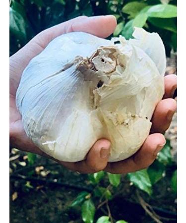 Organic Elephant Garlic Seeds - 2 Fresh Bulbs for Planting, Eating and Cooking | Non-GMO from Brand Bulbs | Sold by Efective Trade LLC - Buy Online on GoSupps.com