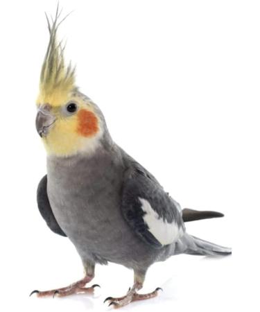 MILLET SPRAYS 1Kg PREMIUM AVIARY BIRD FOOD - Buy Online on GoSupps.com