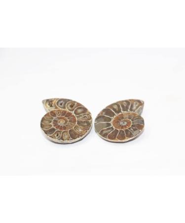 Third Eye Crystals Ammonite Fossil Carved Gemstone - Natural Crystal Stone for Home Decoration & Aquarium - Decorative Sculpture & Gift - Buy Online on GoSupps.com