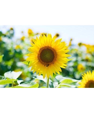 Buy 25kg Peeled Sunflower Seeds - Premium Bird Feed Dust-Free Direct from Manufacturer | Wild Bird Garden Food New Harvest 2023 - Buy Online on GoSupps.com
