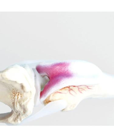 Artificial Dog Knee Joint Model 4 Phase Dog Knee Joint Model PVC Size Dog Knee Joint Model - Buy Online on GoSupps.com