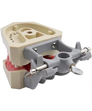 1PC Universal Dental Tooth Teaching Model - Soft Rubber Removable Teeth for Medical Study - Buy Online on GoSupps.com