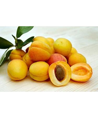 Buy Fragrant Moments Peeling Crystal Salt - Apricot 500g | Exfoliating Body Scrub for Smooth Skin | International Shipping Available - Buy Online on GoSupps.com