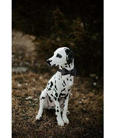 Unique Style Paws Black Silk Dog Collar - Adjustable Soft Pet Collar Gift for Big Dogs - Buy Online on GoSupps.com