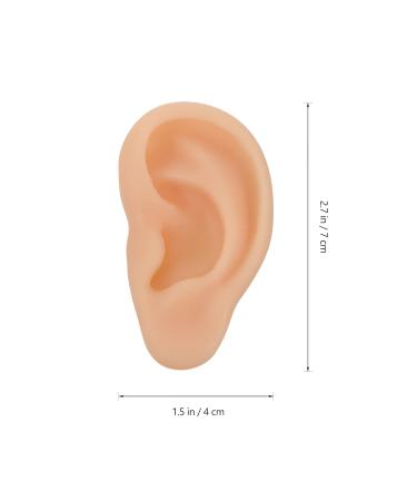 Buy Beavorty Ear Training Model - Realistic Left Ear Simulation for Teaching & Education | International Shipping Available - Buy Online on GoSupps.com