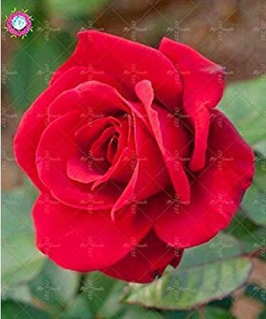SEMI PLAT FIRM-100PCS cinese Rosa Semina White Rose cos affascinante Bonsai Fiore perenne Pianta in Vaso Per la casa Giardino Invia Regali