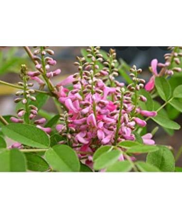 Natural Indigo Powder for Hair Coloring - 50g | Avuri/Neela/Nilimandu Chettu - Buy Online on GoSupps.com