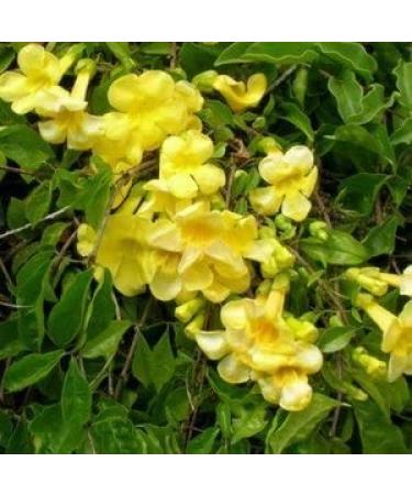 Kapok Naturals Cat's Claw 500mg Capsules - Joint Inflammation & Pain Relief - Digestive Support & Immune Booster - 100 Tablets - Buy Online on GoSupps.com