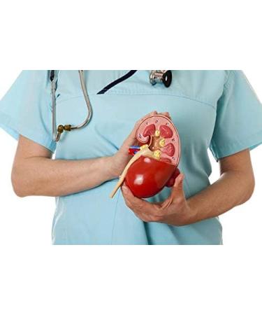 Shop Alerna Kidney Health - Natural Uric Acid Cleanse Support with Tart Cherry Capsules | 60 Veggie Capsules - Buy Online on GoSupps.com