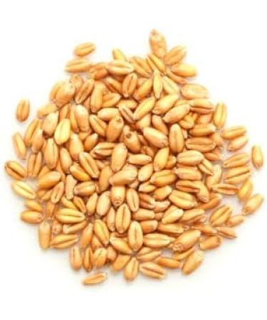 Yupik Organic Wheat 1 kg Non-GMO Vegan Kosher Raw Whole Grains Salt-Free Oil-Free Source of Fiber Sprouts Easily Ideal for Baking & Cooking 1 kg (Pack of 1) - Buy Online on GoSupps.com