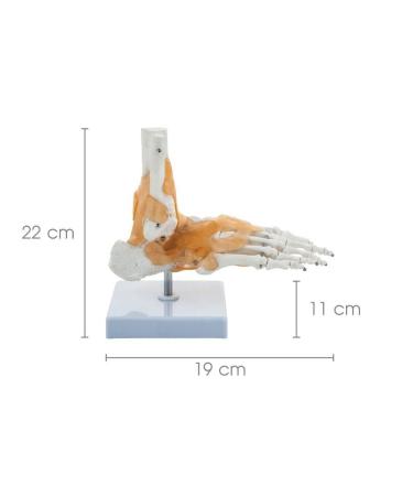 Sainio Ankle Skeletal Model - Realistic Ankle Joint Movement & Flexible Ligaments | Ideal for Education & Medical Use - Buy Online on GoSupps.com