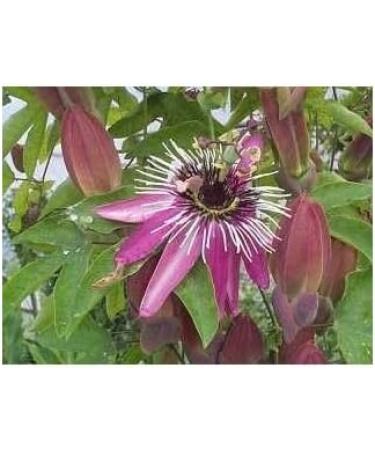 Passionflower plant 1 kg POWDER Passiflora incarnata - Buy Online on GoSupps.com