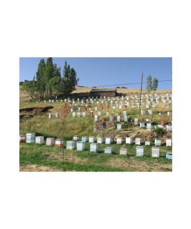 Ye ilxir Mu 's Famous Karakovan Flower Honey 450 gr - Buy Online on GoSupps.com