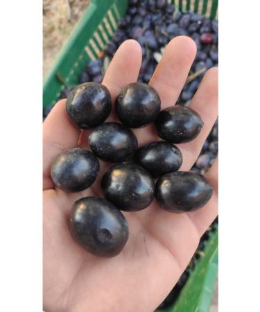 mut pearl olive & olive oil Sun Dried Black Sele Olives - Buy Online on GoSupps.com