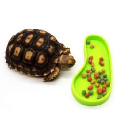 LSTCPGLAI 2 Pieces Shallow Reptile plate Reptile Food Water Bowl Used for Tortoise Corn Snake Crawl Pet Drinking and Eating(Green) - Buy Online on GoSupps.com