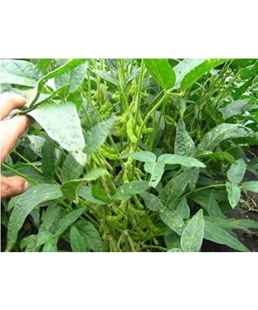 3 Pound (1362 grams) Vacuum packaged Tofu multi-flavored bean curd cut pieces. - Buy Online on GoSupps.com